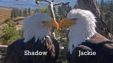 Shadow and Jackie together at the nest in Big Bear Valley
