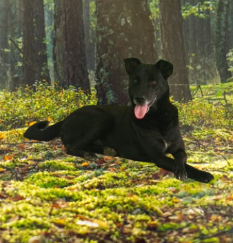 Animal Rescue & Care