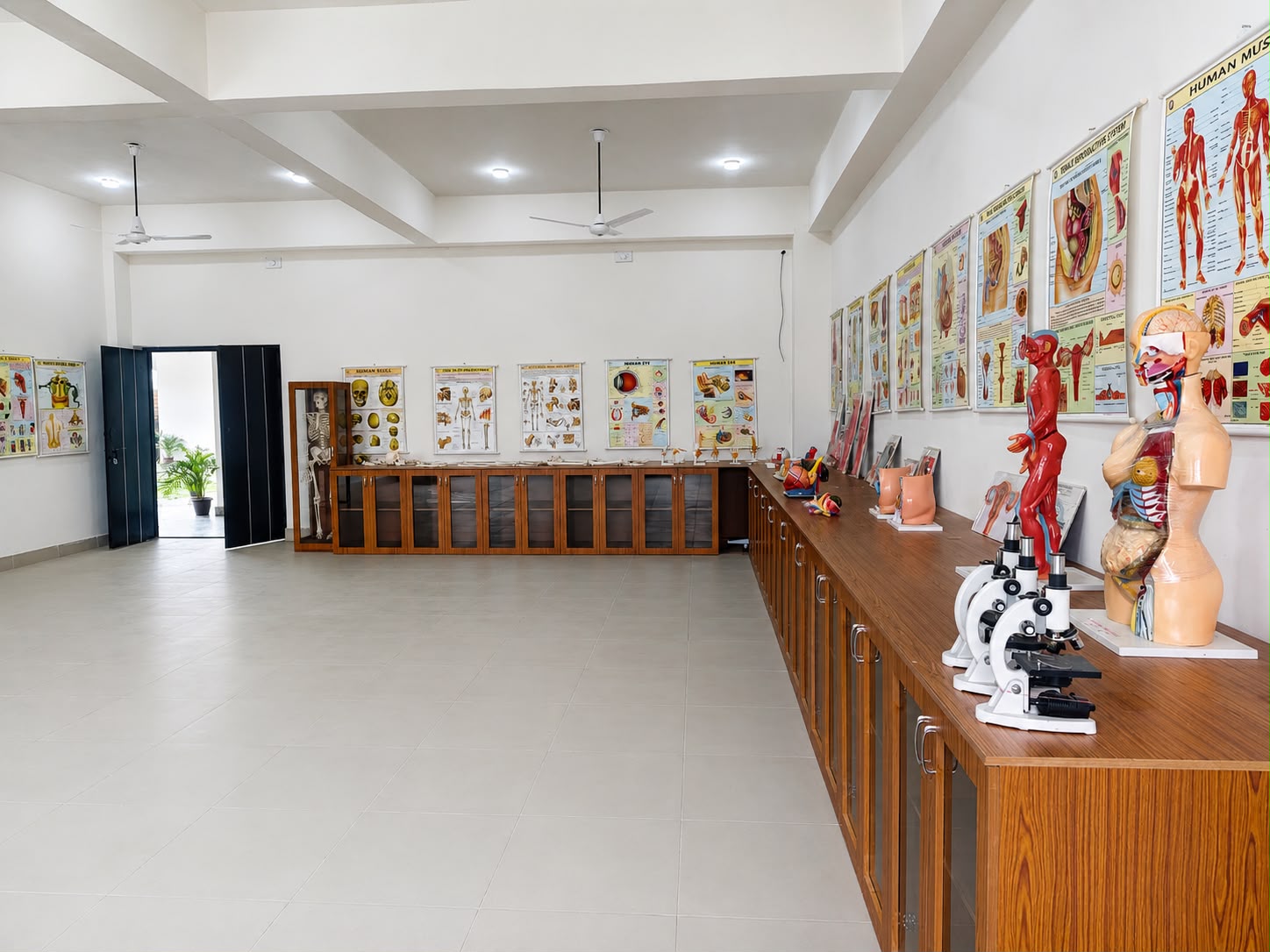 Anatomy models & microscopes