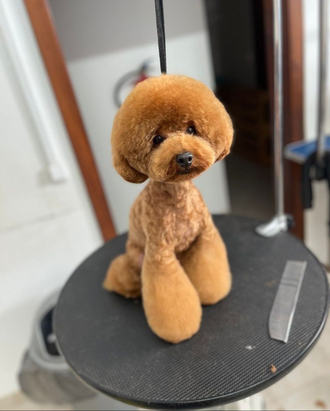 Cão tosquiado na Patolas