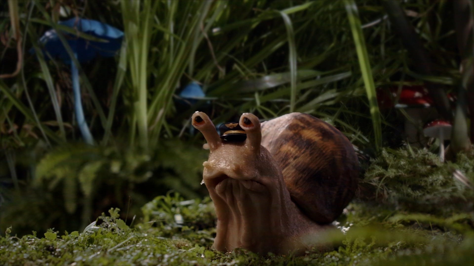 Aviator snail · in-camera macro