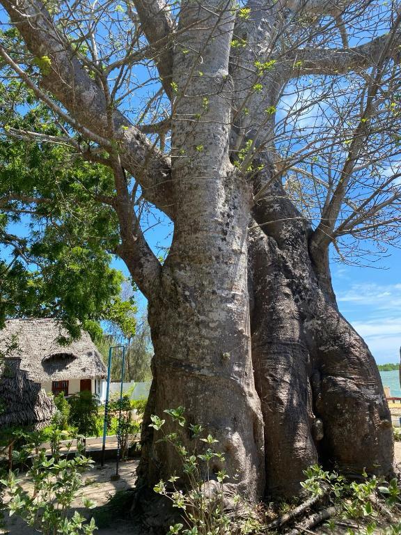 The Ancient Baobab