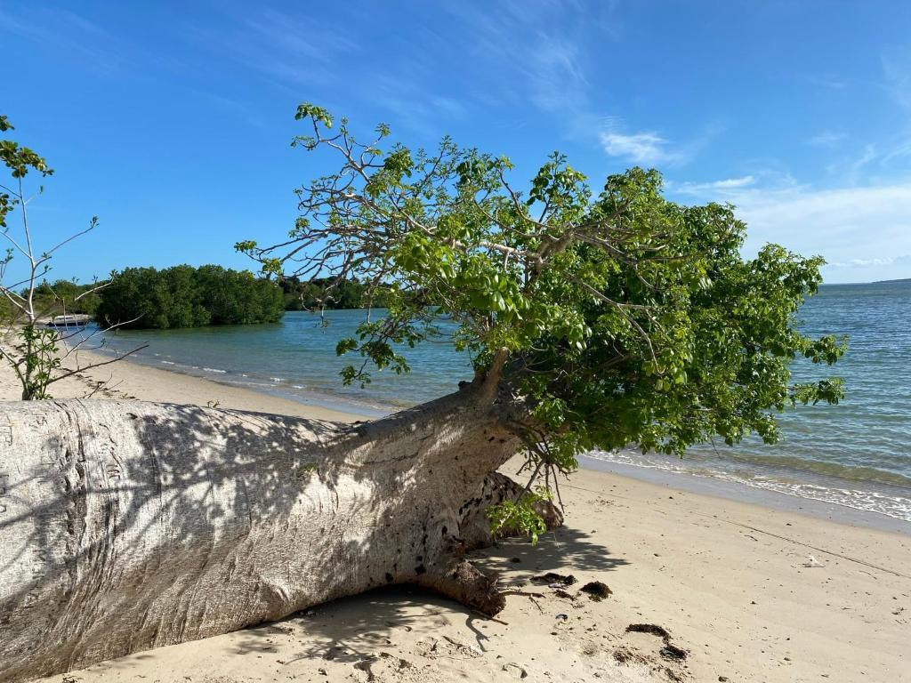 The Baobab Beach